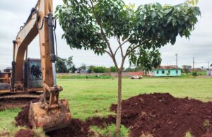 Secretaria realiza remanejamento de árvores para dar início à construção de nova praça esportiva