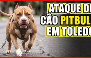 Ataque de pitbull deixa pedestre ferido com suspeita de fratura no braço em Toledo