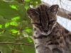 Pesquisador brasileiro descobre nova espécie de felino selvagem após um século novo felino