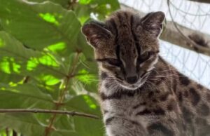 Pesquisador brasileiro descobre nova espécie de felino selvagem após um século novo felino