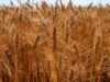 Importações de trigo recuam no Brasil em meio ao avanço da colheita