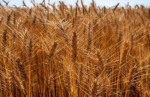Importações de trigo recuam no Brasil em meio ao avanço da colheita