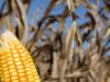 El Niño ganha força no Pacífico e aumenta atenção para chuvas e agricultura