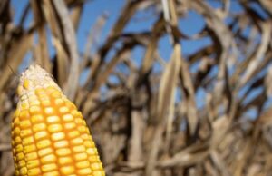 El Niño ganha força no Pacífico e aumenta atenção para chuvas e agricultura
