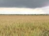 El Niño aumenta risco de temporais, enxurradas e cheias no Paraná