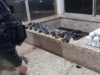 Mulheres são presas com oito armas e drogas em ônibus na fronteira