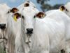 Produção brasileira de carnes deve chegar a 34,08 milhões de toneladas em 2026