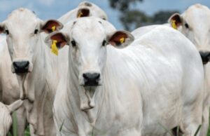 Produção brasileira de carnes deve chegar a 34,08 milhões de toneladas em 2026