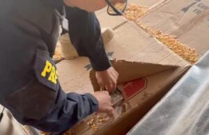 PRF apreende mais de 139 mil maços de cigarros e 53 kg de maconha na BR-163 em Marechal Rondon