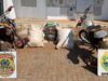 PF e PM/PR apreendem inseticidas e cigarros contrabandeados em Guaíra