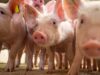 Exportações de carne suína ultrapassam 1,19 milhão de toneladas em 2026