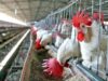 Exportações de carne de frango batem recorde em setembro e Paraná lidera vendas