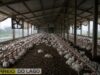 Distritos de Santa Helena enfrentam queda de energia por mais de sete horas e produtores relatam prejuízos