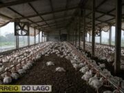 Distritos de Santa Helena enfrentam queda de energia por mais de sete horas e produtores relatam prejuízos